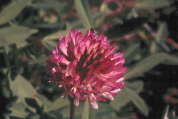 Sivun Trifolium beckwithii S. Watson kuva