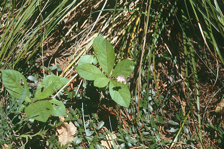 Image of <i>Trientalis latifolia</i>