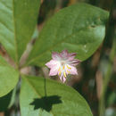 Image of <i>Trientalis latifolia</i>