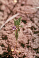 Trichostema simulatum Jeps. resmi