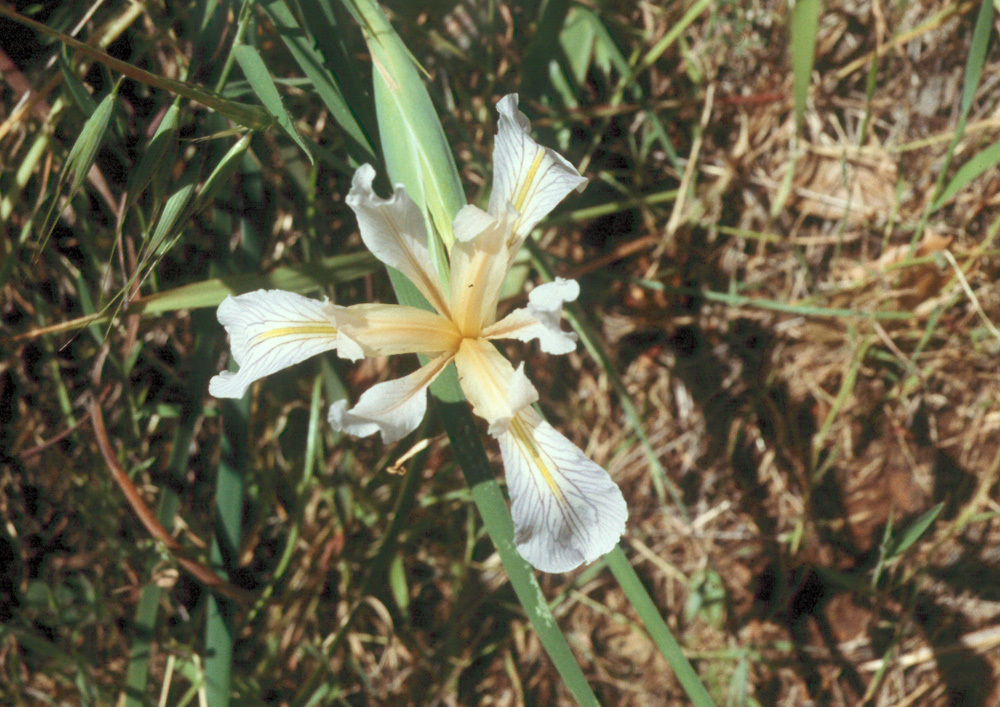 Image of rainbow iris