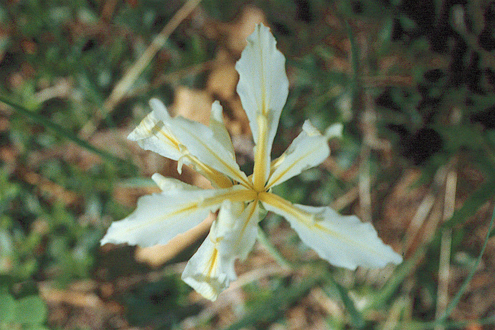 Image of rainbow iris