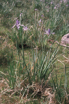 Image of Rocky Mountain iris