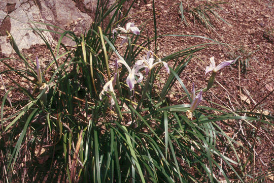 Image of Purdy's iris