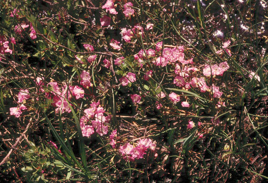 Imagem de Kalmia polifolia Wangenh.