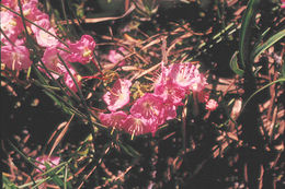 Imagem de Kalmia polifolia Wangenh.