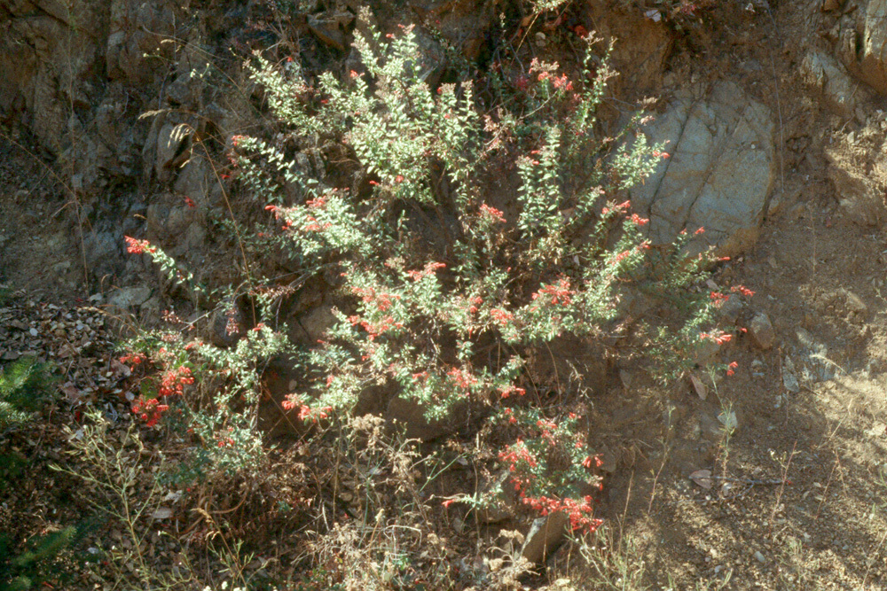 Image of redwood keckiella