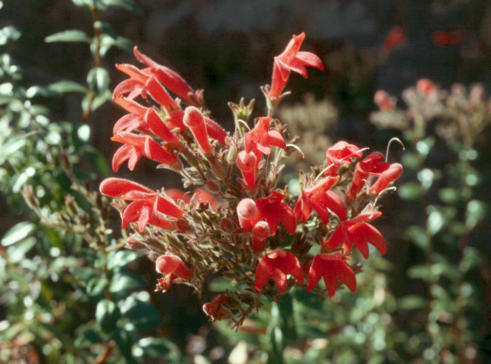 Image of redwood keckiella