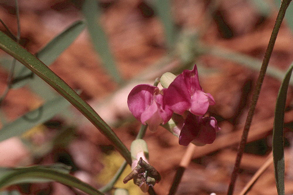 Image of Nevada pea