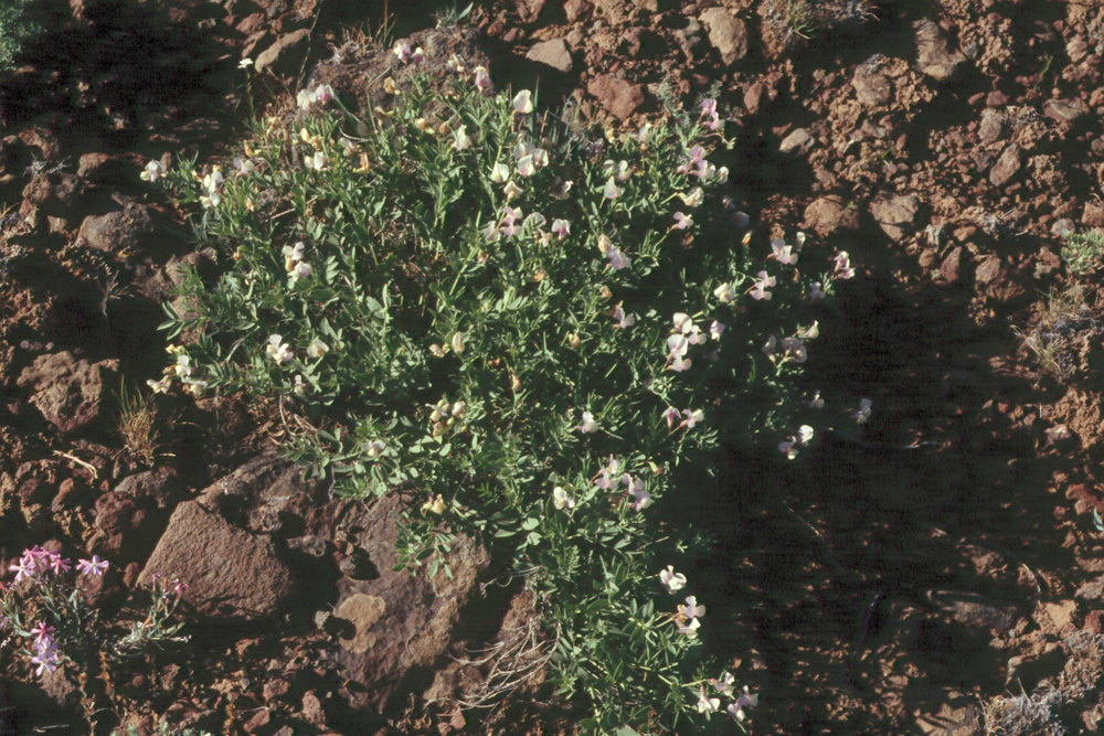 Imagem de Lathyrus rigidus T. G. White