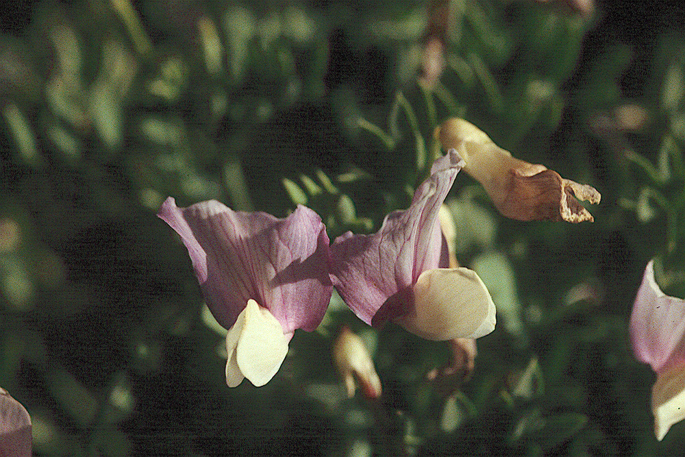 Imagem de Lathyrus rigidus T. G. White