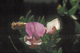 Imagem de Lathyrus rigidus T. G. White