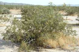 Image of creosote bush