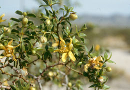 Image of creosote bush