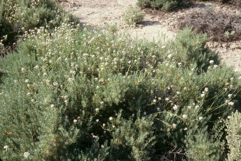 Image de Lepidium fremontii S. Watson