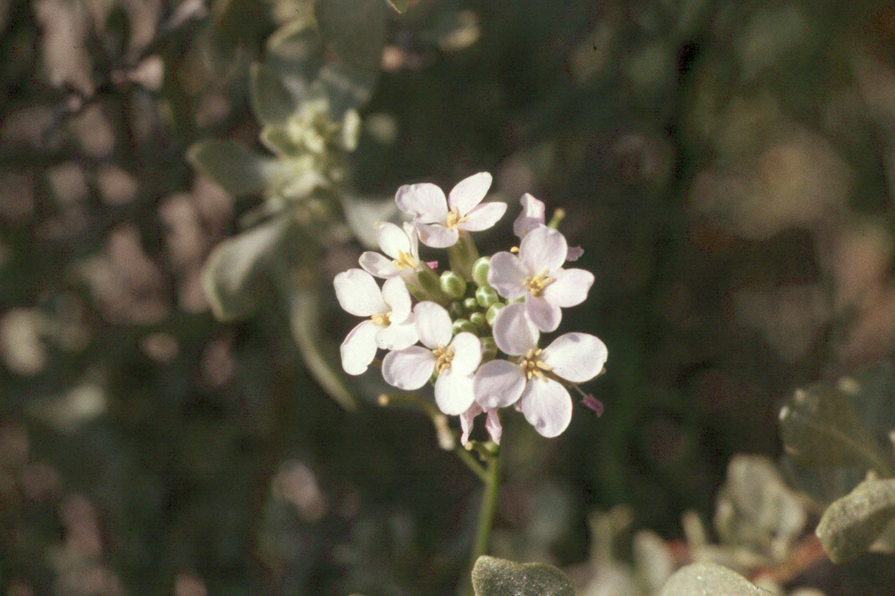 Image de Lepidium fremontii S. Watson