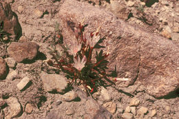 Image of Truckee lewisia