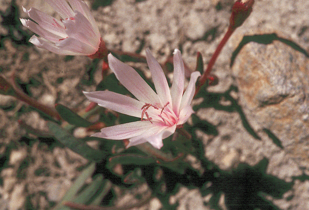 Image of Truckee lewisia