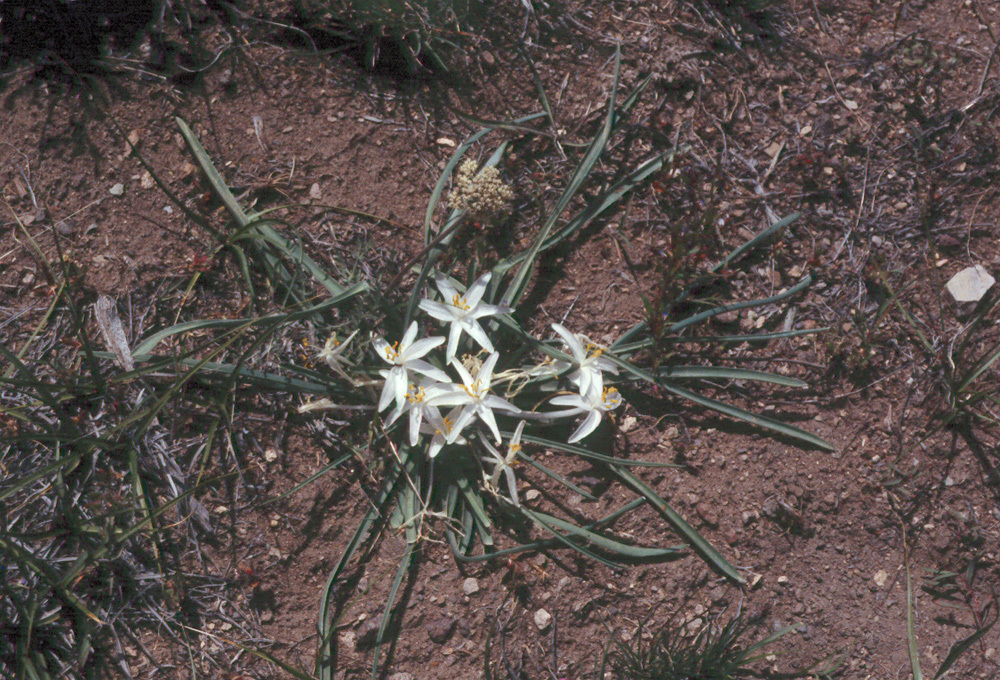 Image of common starlily