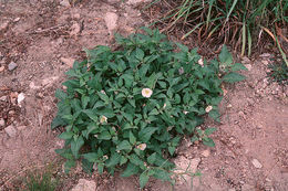 Image de Leucophysalis nana (A. Gray) Averett