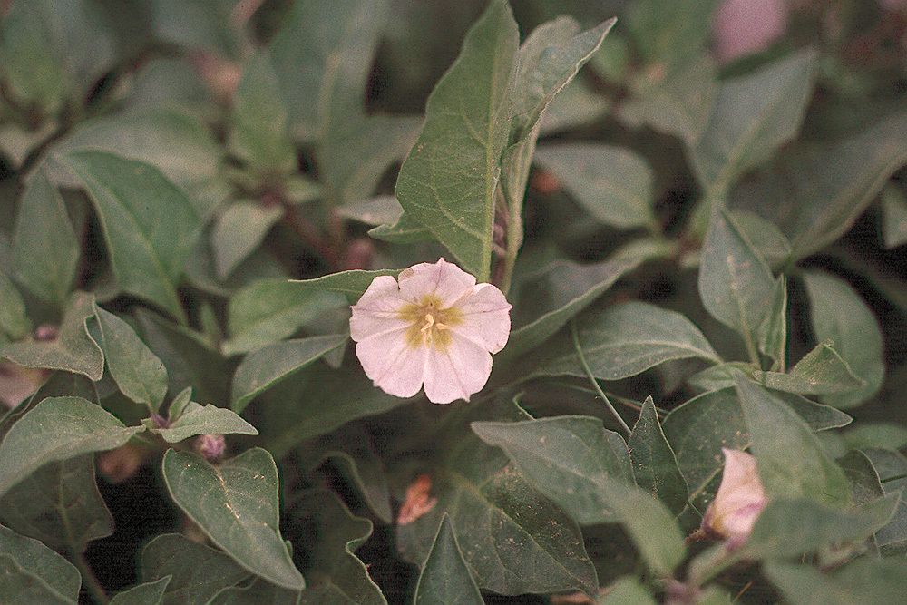 Image de Leucophysalis nana (A. Gray) Averett