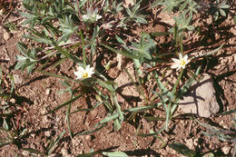 Image of Nevada lewisia