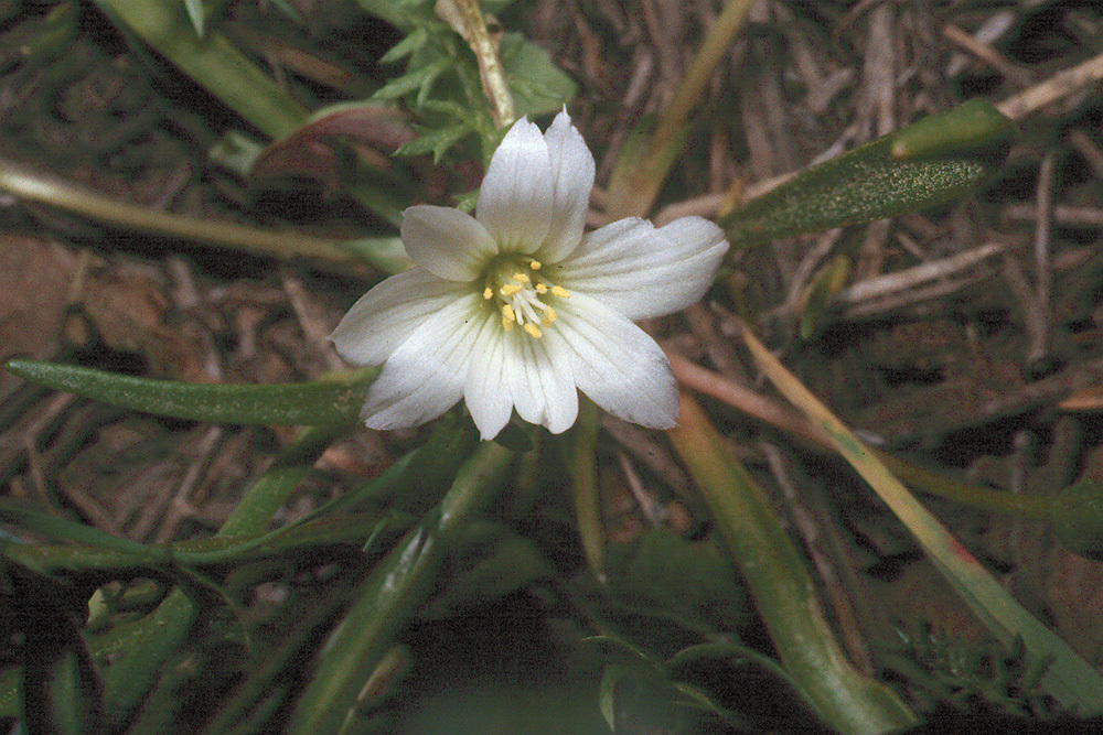 Image of Nevada lewisia