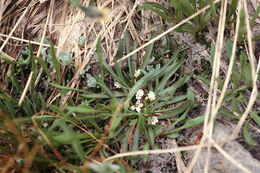 Image of alpine lewisia