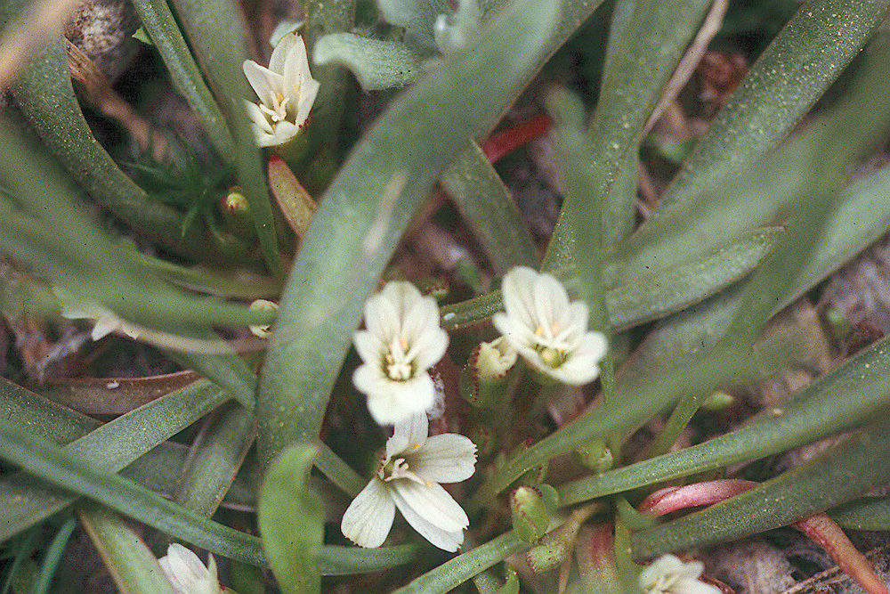 Image of alpine lewisia