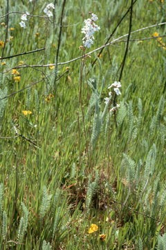 Image of San Francisco woodland-star