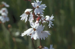 Lithophragma affine A. Gray resmi