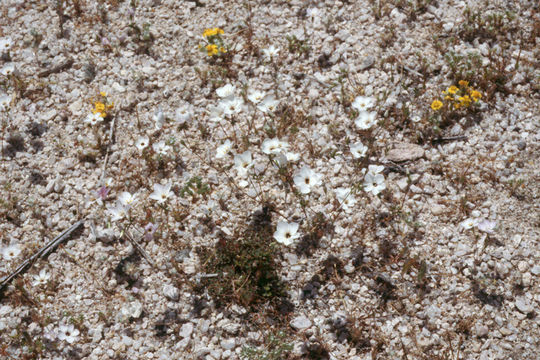 Image of <i>Linanthus aureus</i> ssp. <i>decorus</i>