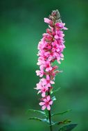 Image of loosestrife