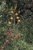 Lilium columbianum Leichtlin resmi