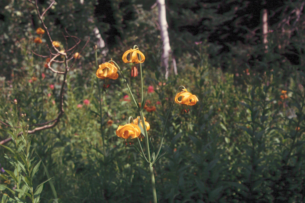 Lilium columbianum Leichtlin resmi