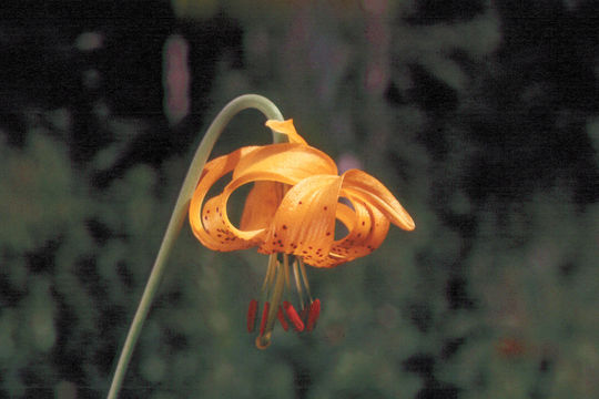 Lilium columbianum Leichtlin resmi