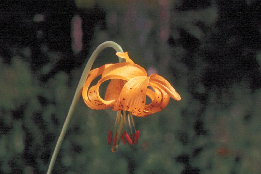 Image of Columbia lily