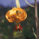 Image of Spotted lily