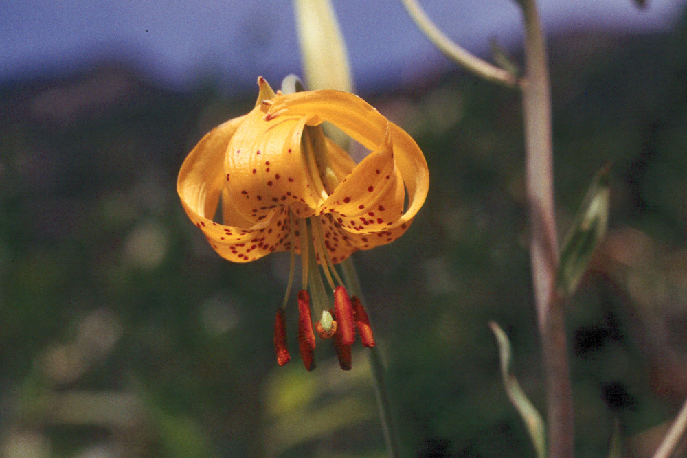 Lilium columbianum Leichtlin resmi