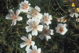 Imagem de Limnanthes douglasii subsp. rosea (Hartw. ex Benth.) C. T. Mason