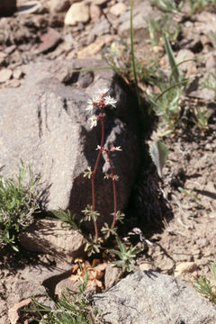 Image of bulbous woodland-star