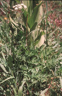 Image of Gray's licorice-root