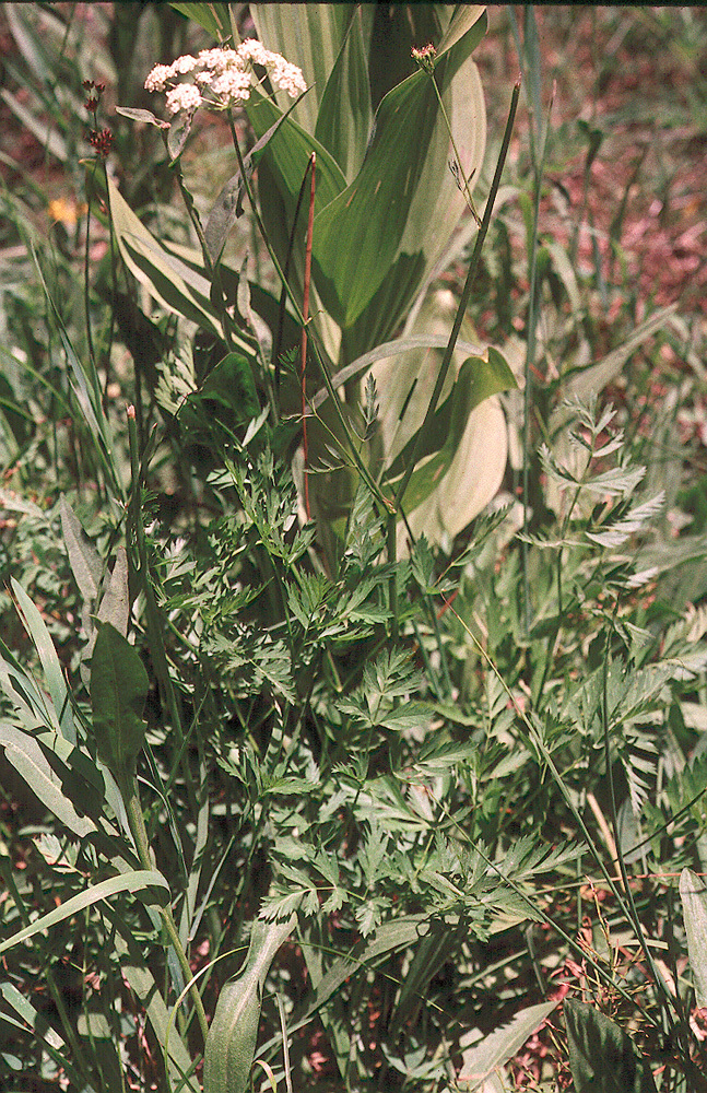 Image of Gray's licorice-root