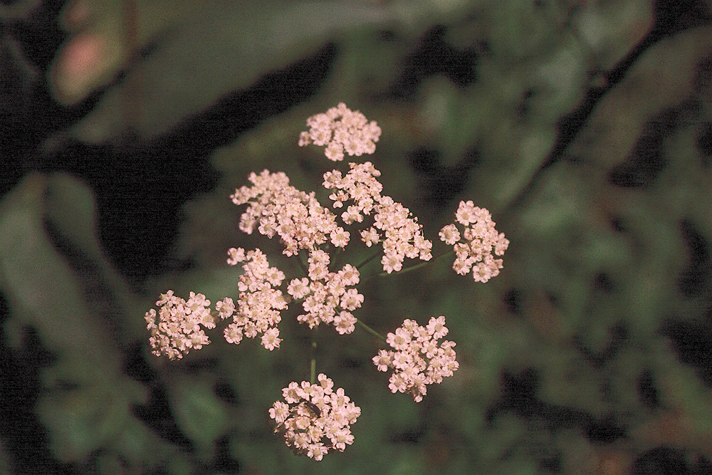 Image of Gray's licorice-root