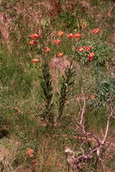 Lilium kelleyanum Lemmon resmi