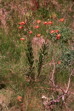 Image de Lilium kelleyanum Lemmon