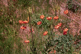 Lilium kelleyanum Lemmon resmi