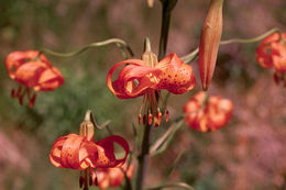 Lilium kelleyanum Lemmon resmi