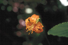 Lilium kelleyanum Lemmon resmi