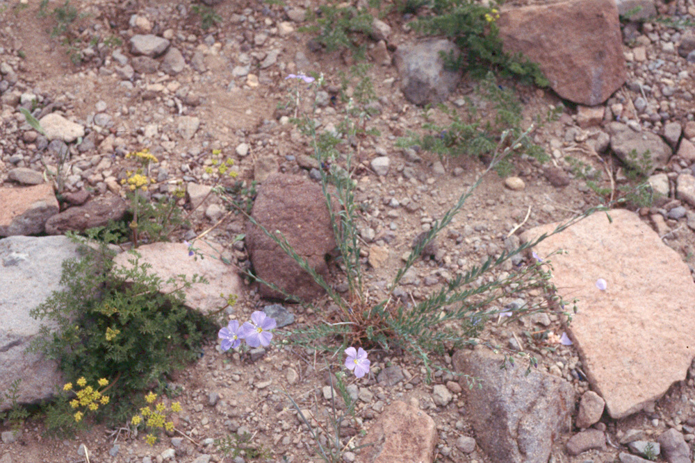 Imagem de Linum lewisii Pursh